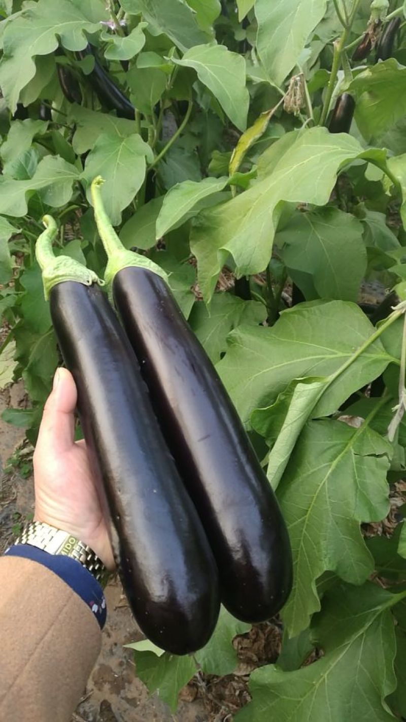 布利塔长茄2两以上