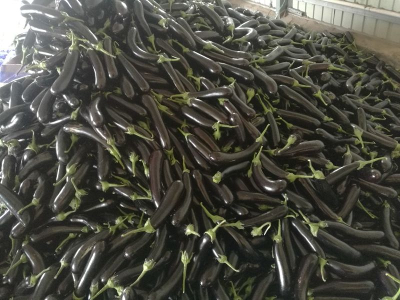 布利塔长茄2两以上