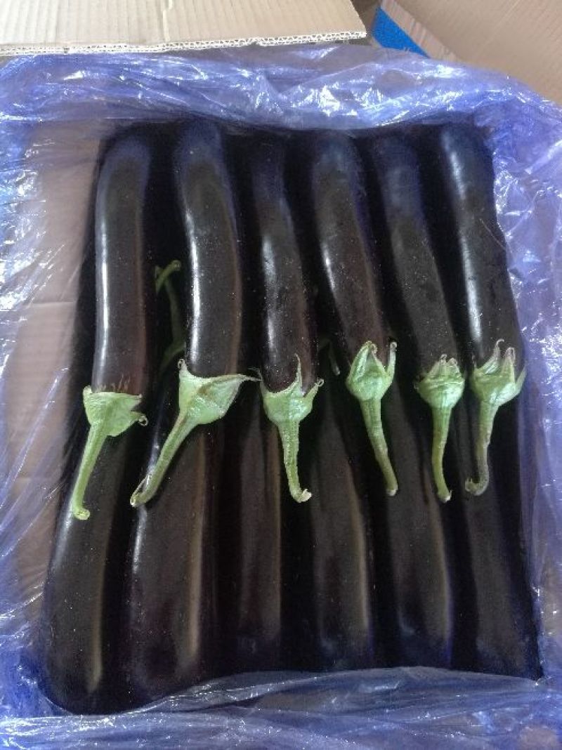 布利塔长茄2两以上