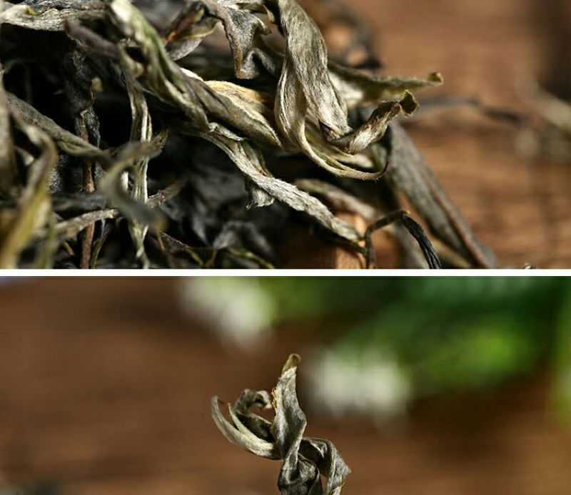 云南大叶种普洱茶生茶（500克一盒）乔木