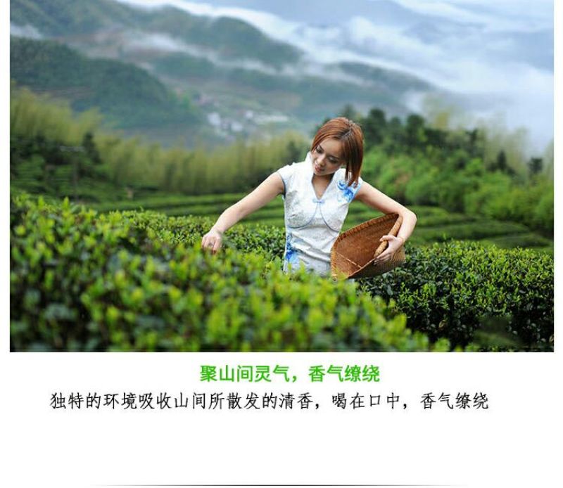 云南大叶种普洱茶生茶（500克一盒）乔木
