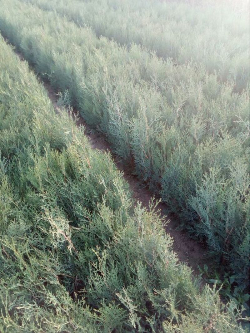 侧柏苗30~40cm