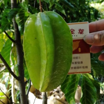 杨桃苗台湾大红杨桃树苗