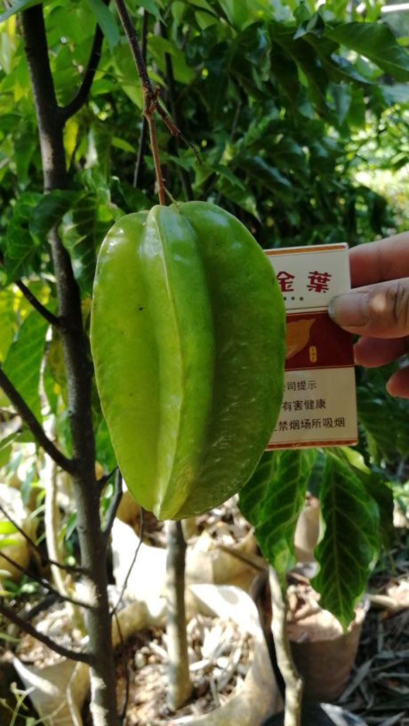 杨桃苗台湾大红杨桃树苗