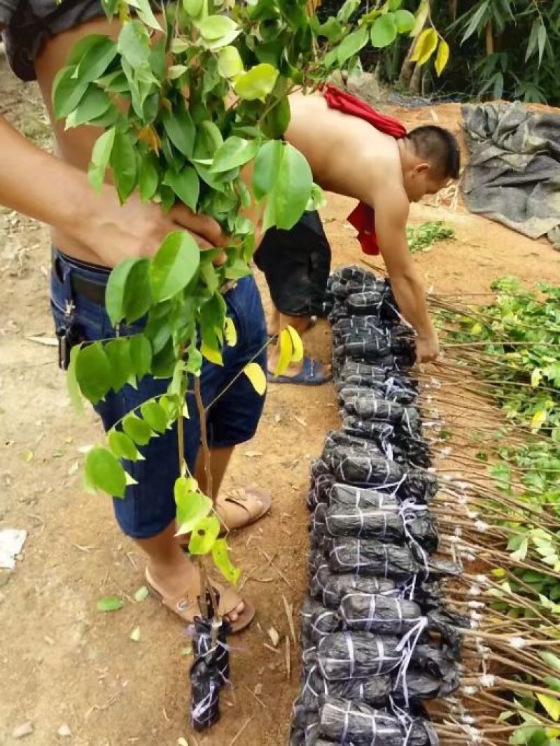 杨桃苗台湾大红杨桃树苗