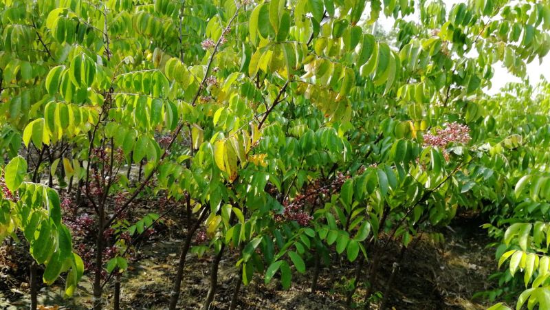 杨桃苗台湾大红杨桃树苗