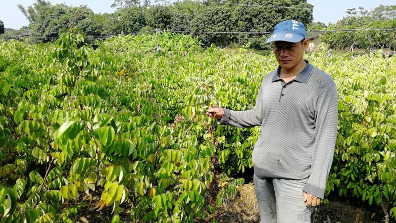 杨桃苗台湾大红杨桃树苗