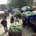 京丰1号甘蓝包菜，大量供应商超，各地蔬菜批发市场，