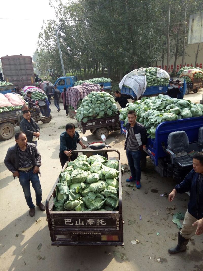 京丰1号甘蓝包菜，大量供应商超，各地蔬菜批发市场，
