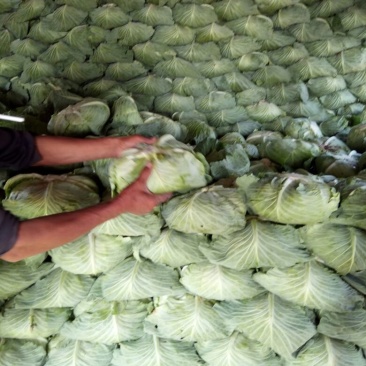 京丰1号甘蓝包菜，大量供应商超，各地蔬菜批发市场，