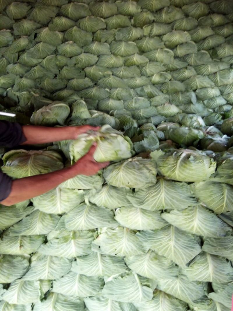 京丰1号甘蓝包菜，大量供应商超，各地蔬菜批发市场，