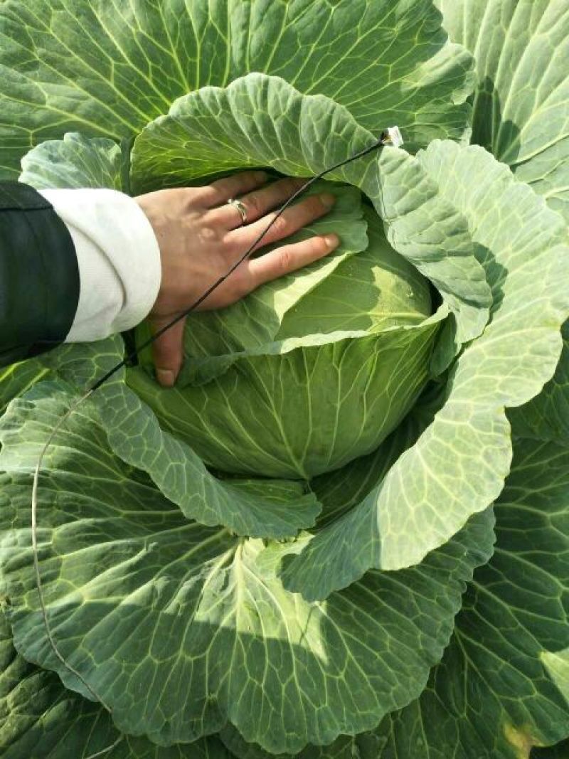 京丰1号甘蓝包菜，大量供应商超，各地蔬菜批发市场，