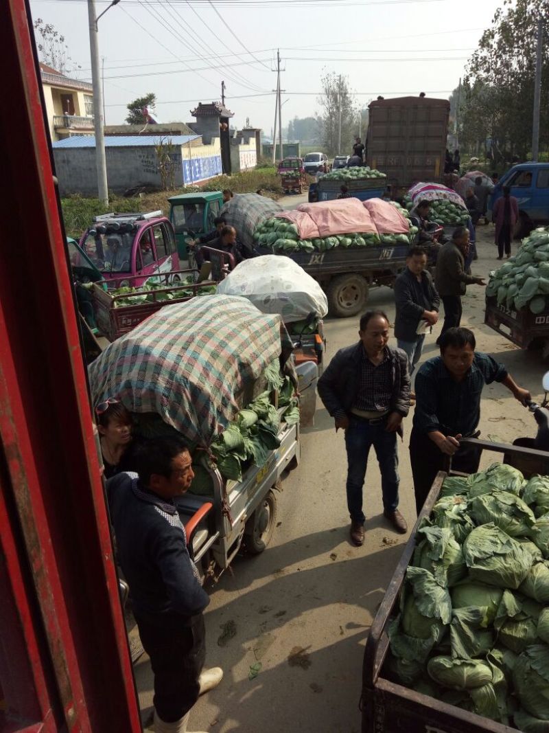 京丰1号甘蓝包菜，大量供应商超，各地蔬菜批发市场，