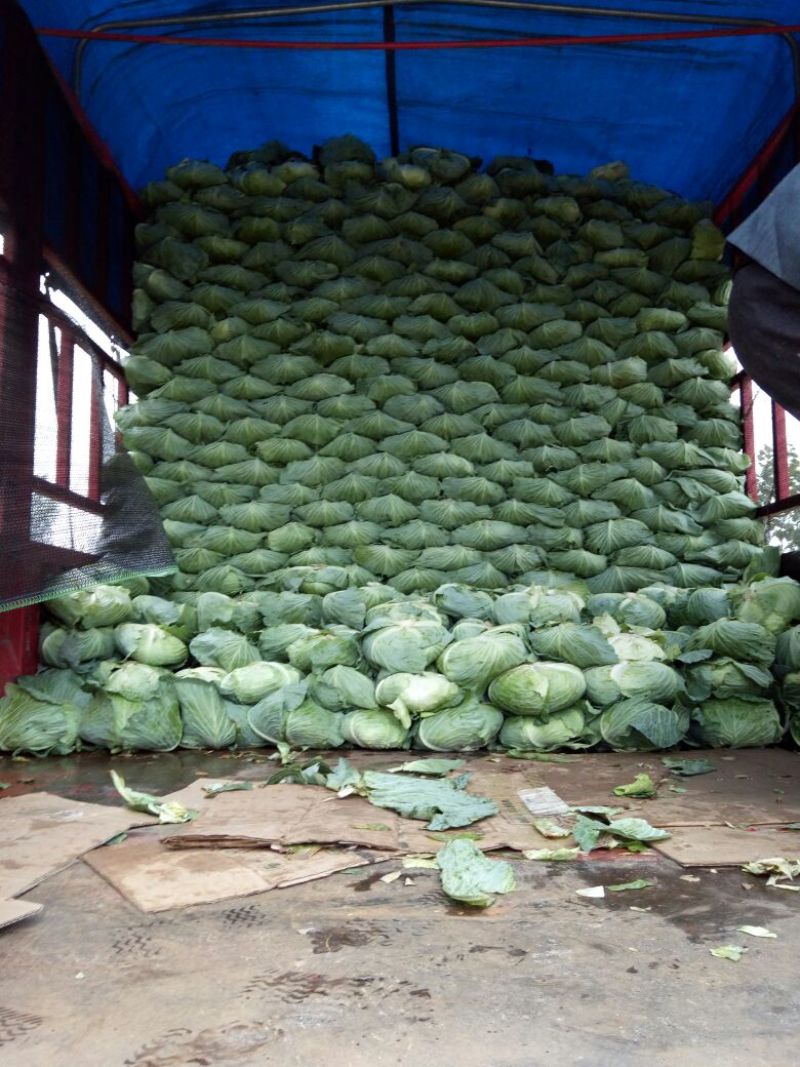 京丰1号甘蓝包菜，大量供应商超，各地蔬菜批发市场，