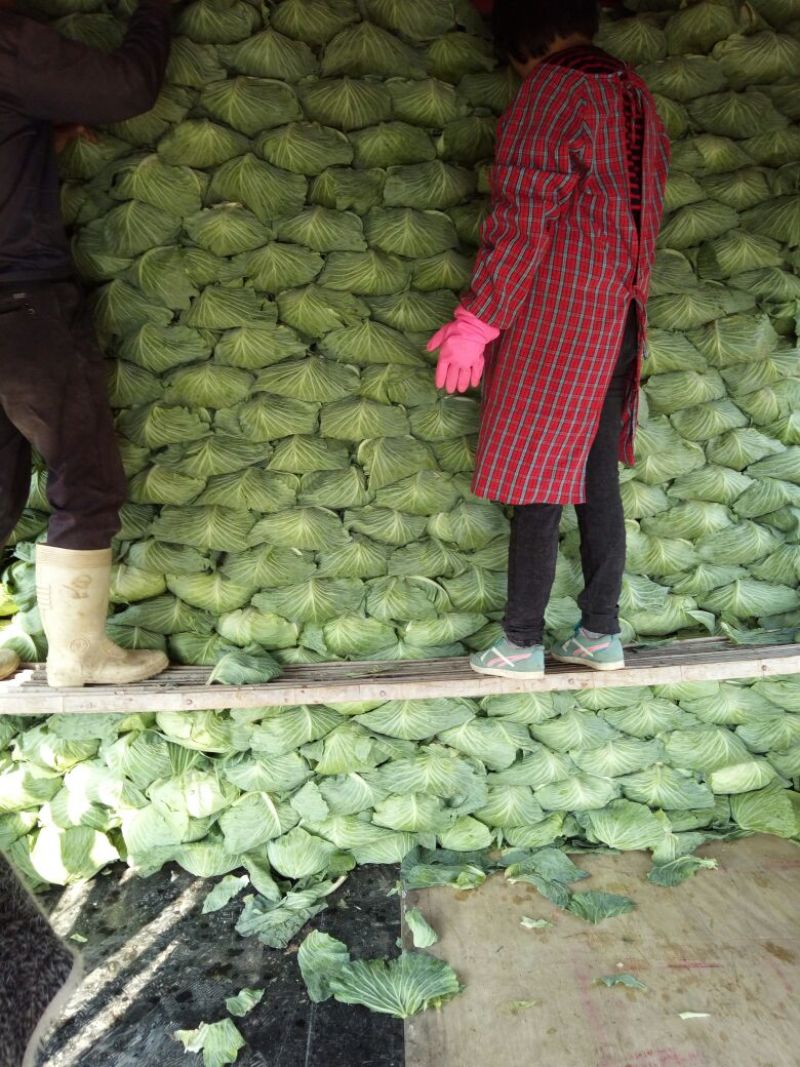 京丰1号甘蓝包菜，大量供应商超，各地蔬菜批发市场，