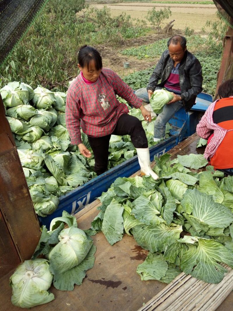 京丰1号甘蓝，质量好，适应各大批发市场，2~3公斤