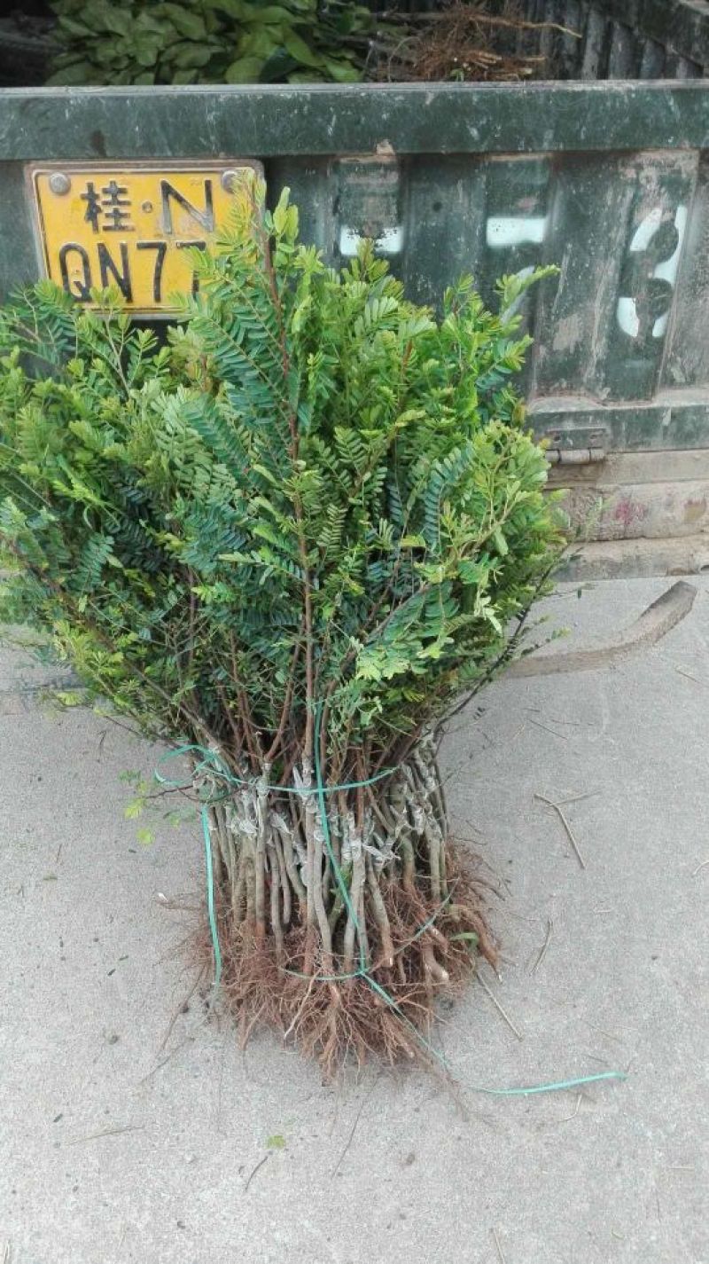 余甘果苗大玉余甘果牛甘果苗