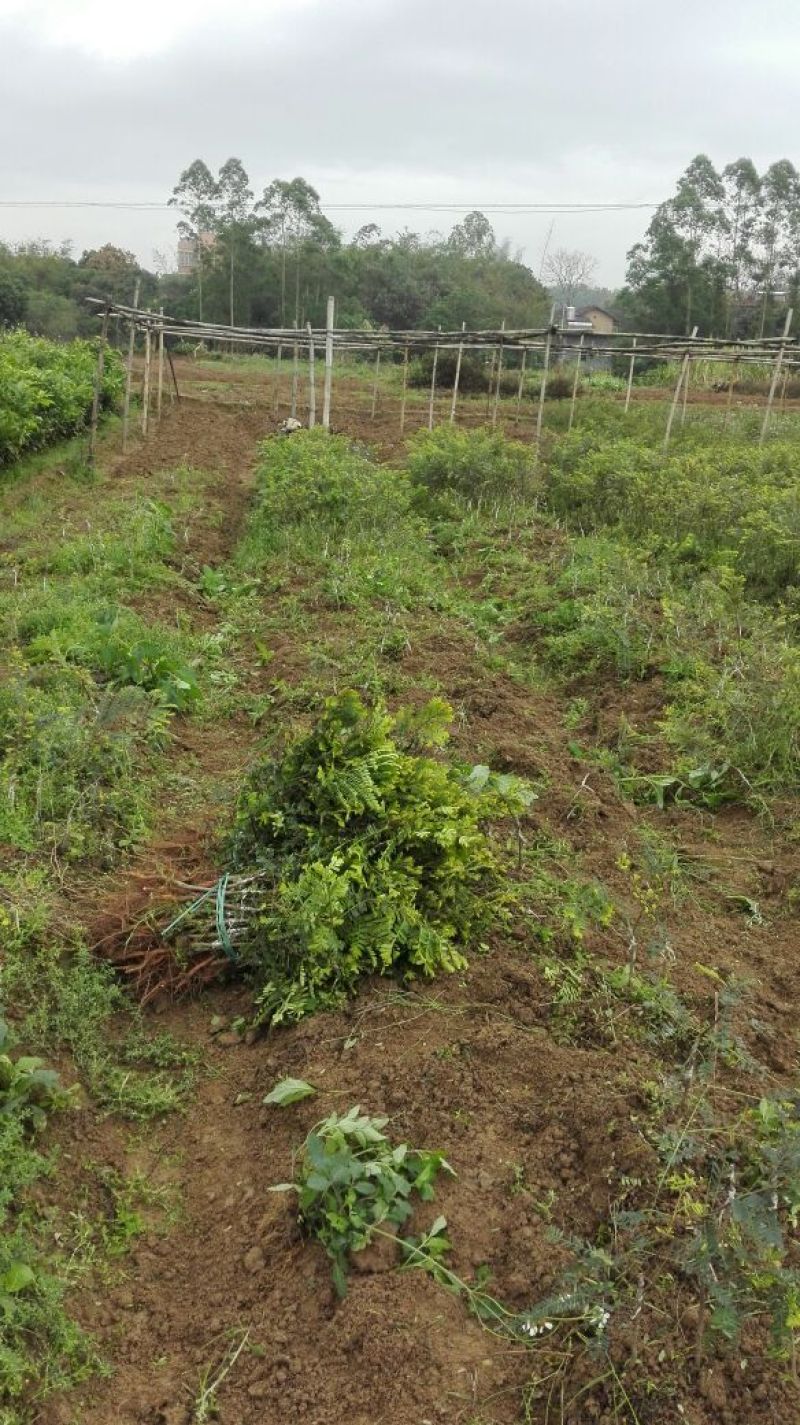 余甘果苗大玉余甘果牛甘果苗