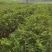 余甘果苗大玉余甘果牛甘果苗