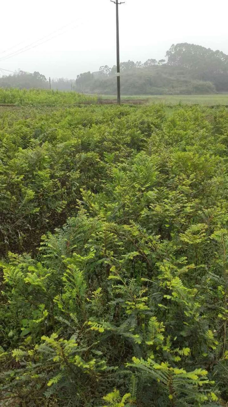 余甘果苗大玉余甘果牛甘果苗