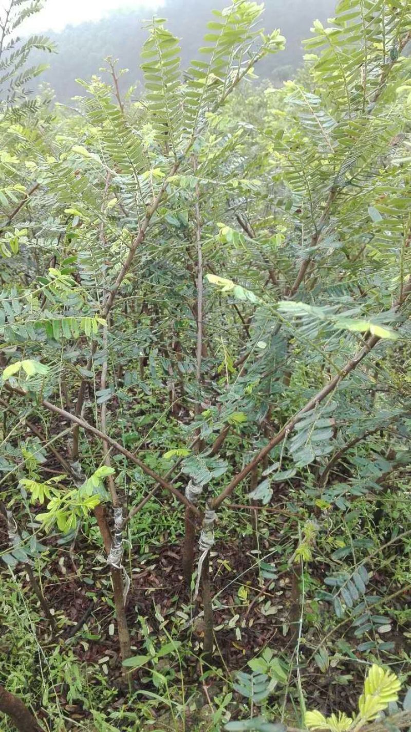 余甘果苗大玉余甘果牛甘果苗