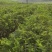 余甘果苗大玉余甘果牛甘果苗