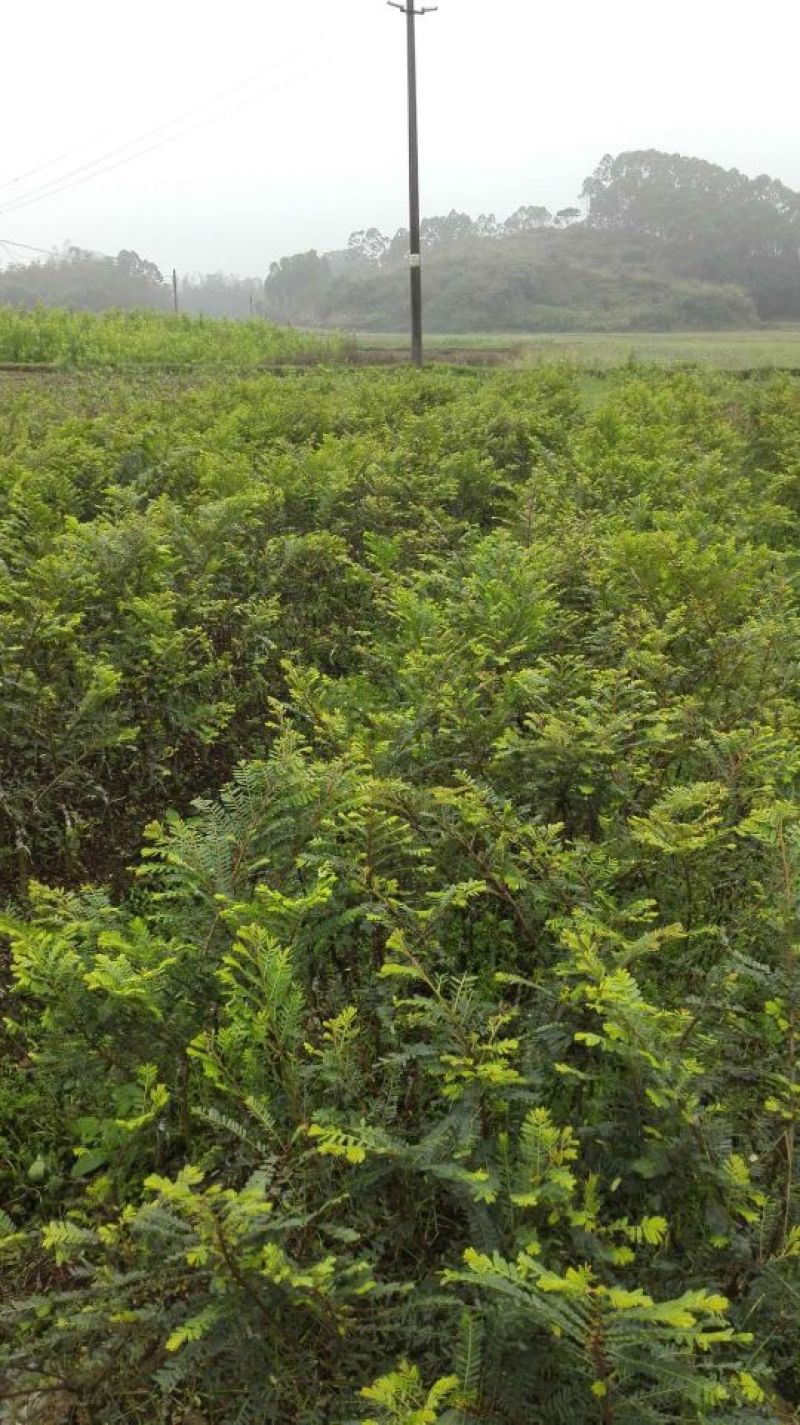 余甘果苗大玉余甘果牛甘果苗