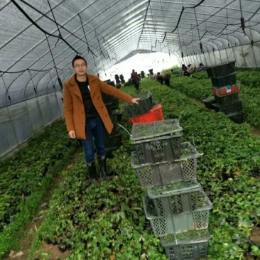 黄金百香果苗10~20cm