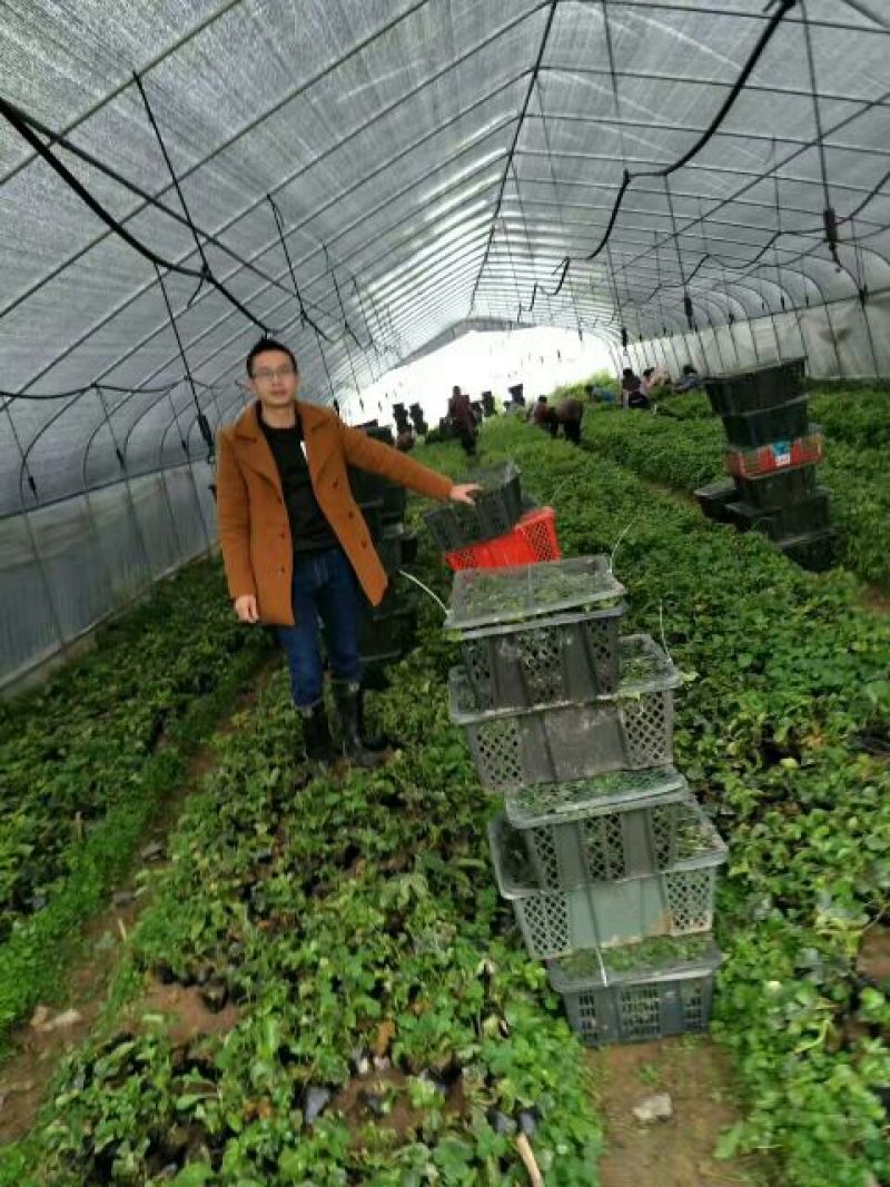 黄金百香果苗10~20cm