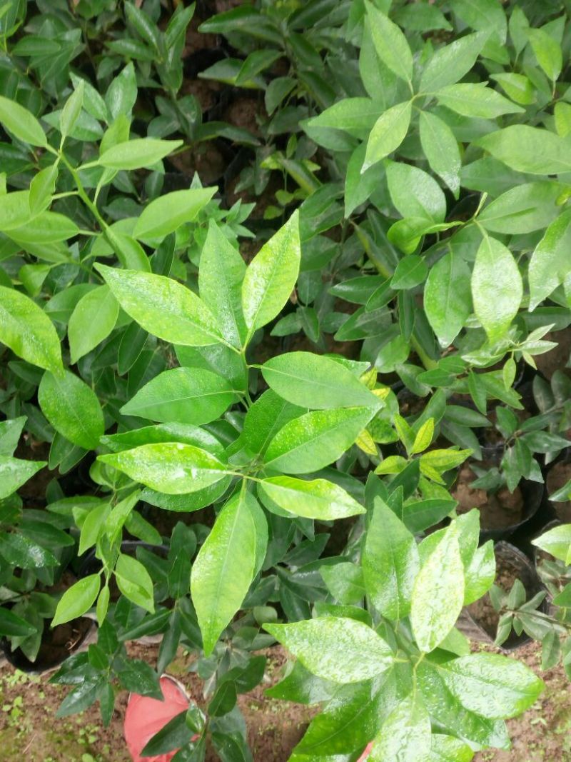 沃柑苗30~50cm
