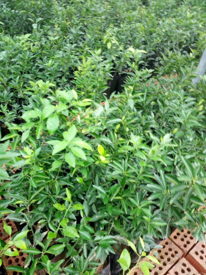 沃柑苗30~50cm