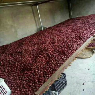 板枣干枣特级