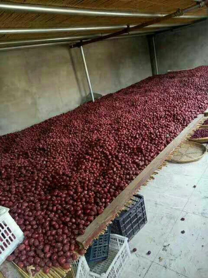 板枣干枣特级