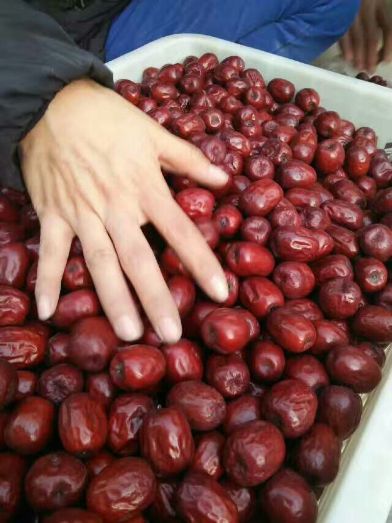 板枣干枣特级