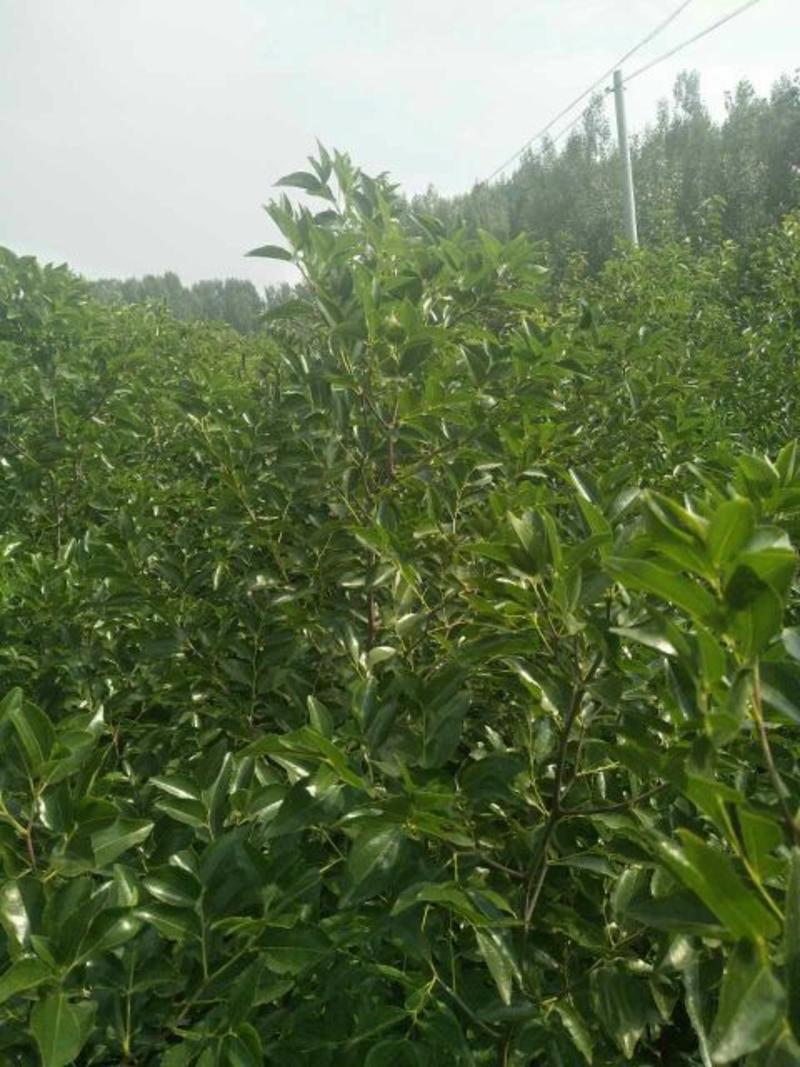 枣树苗50~80cm，冬枣树苗，产地直销。