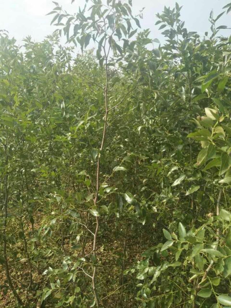 枣树苗50~80cm，冬枣树苗，产地直销。
