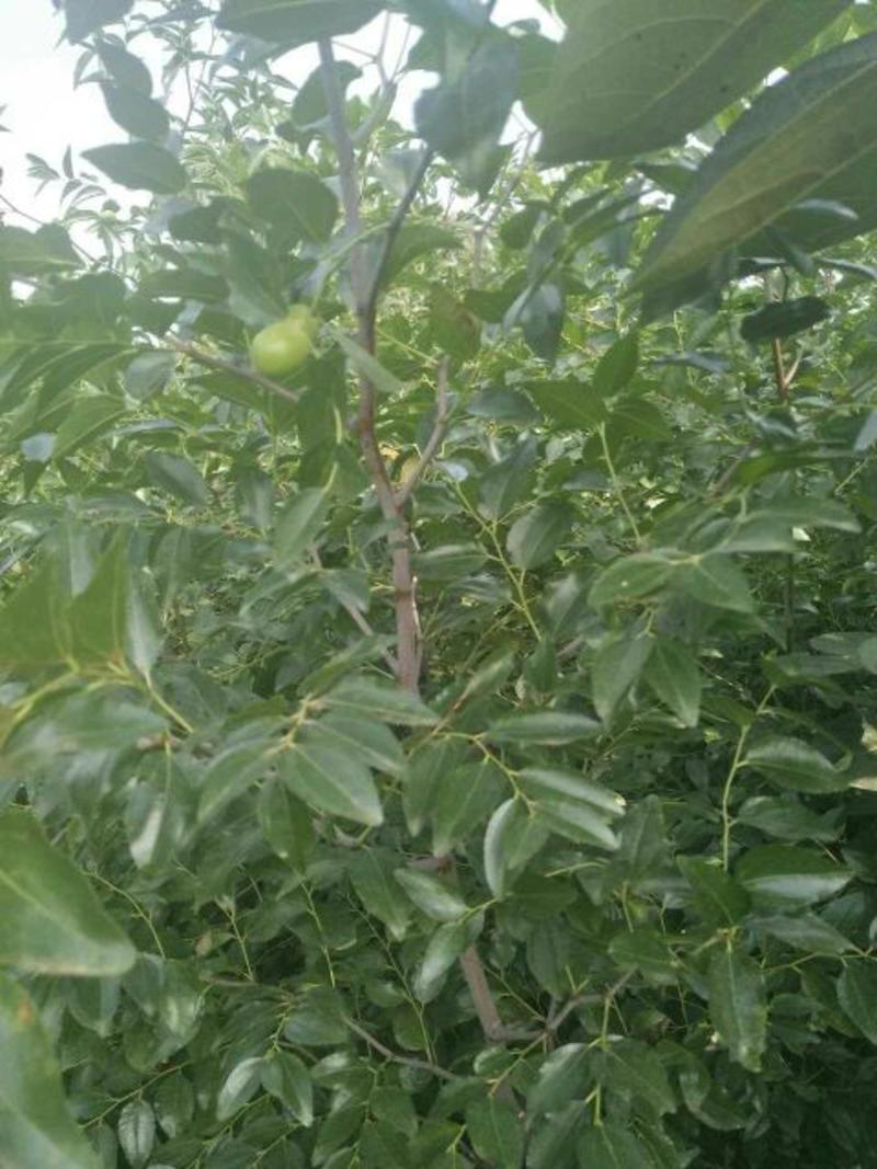 枣树苗50~80cm，冬枣树苗，产地直销。