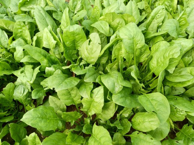 大叶菠菜25~30厘米