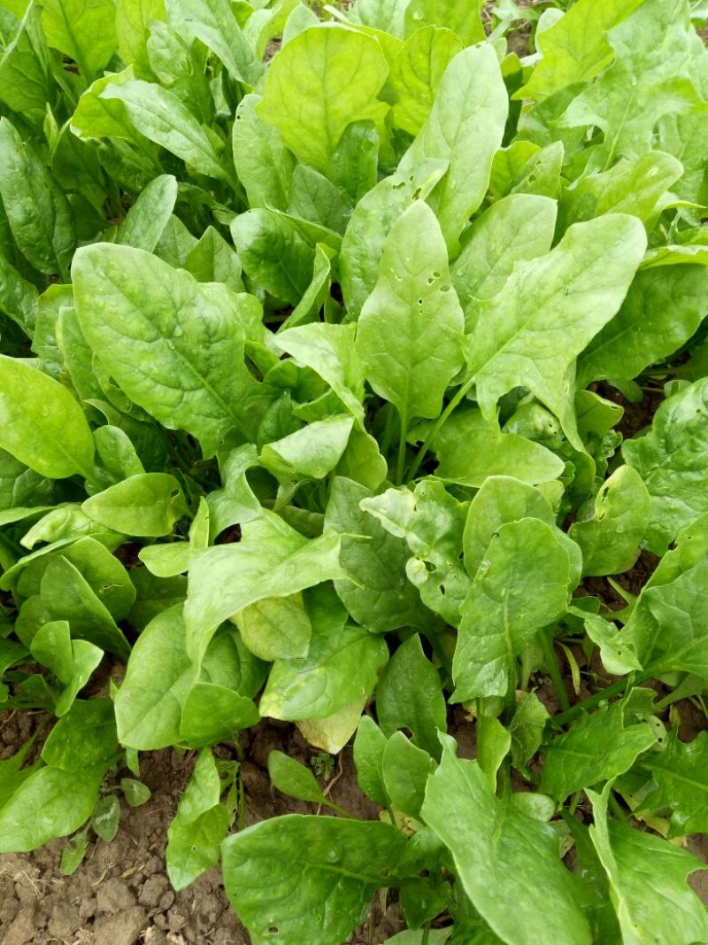 大叶菠菜25~30厘米