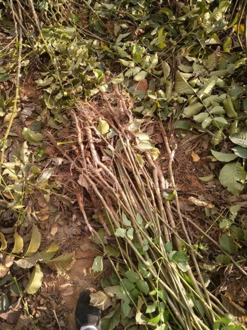 山西核桃苗各种品种核桃苗占地核桃苗便宜出售