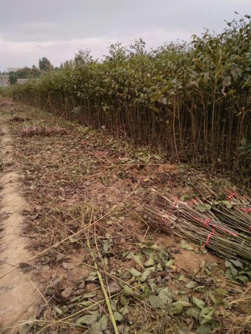 山西核桃苗各种品种核桃苗占地核桃苗便宜出售