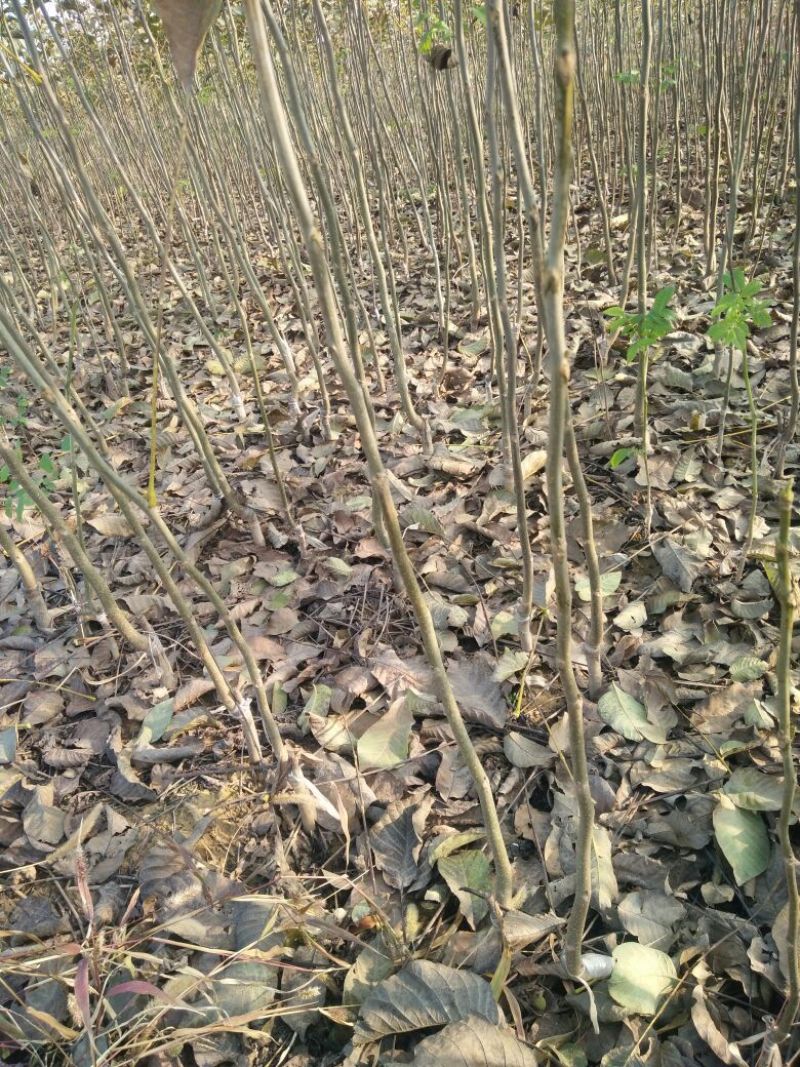 山西核桃苗各种品种核桃苗占地核桃苗便宜出售