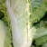 北京三号白菜4~6斤净菜