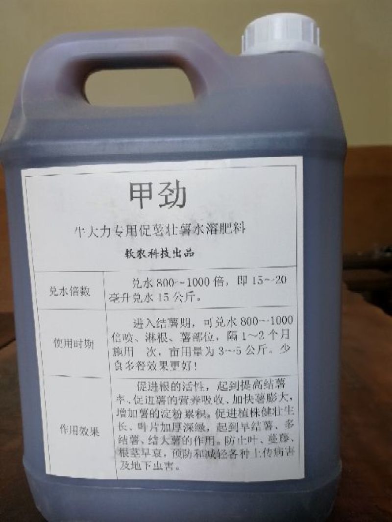 牛大力种苗15~30cm