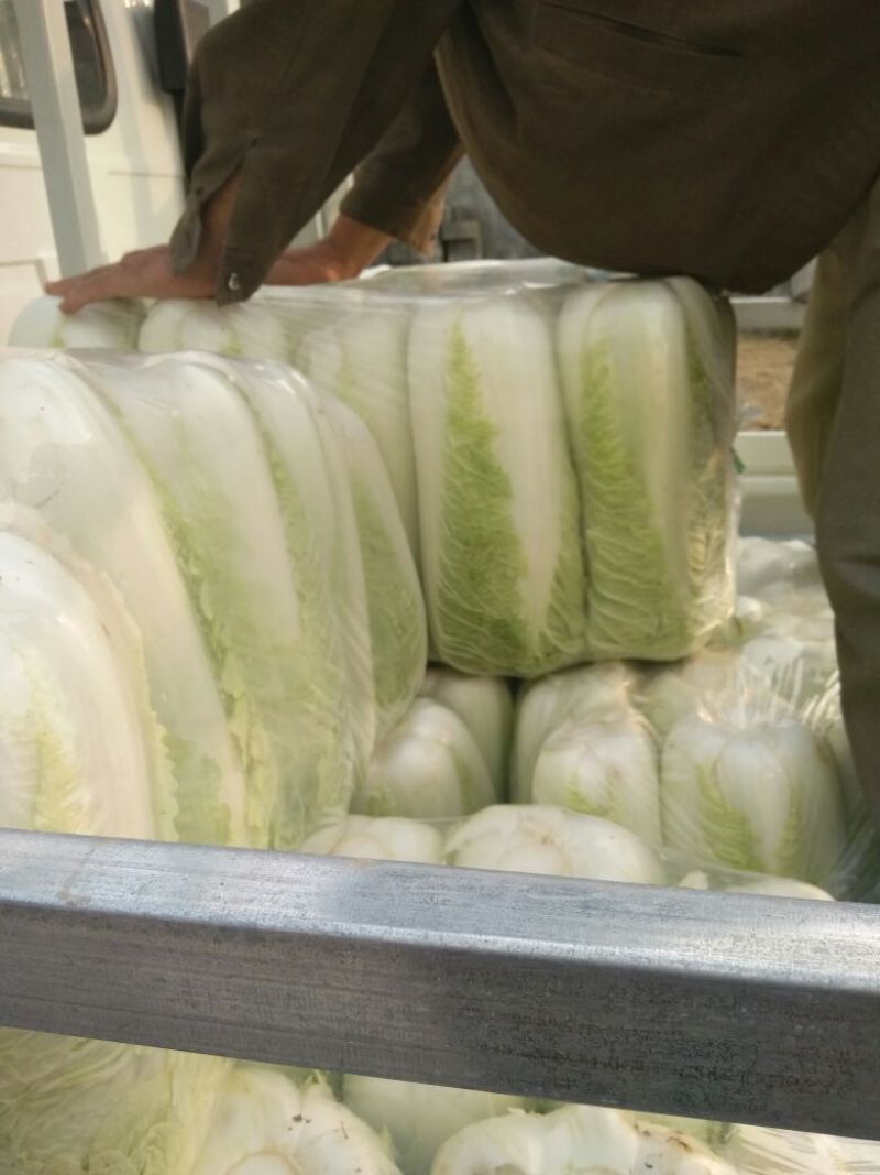 山东肥城北京新三号大白菜大量供应中，冷库储存。净菜毛菜