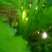 西芹60cm以上