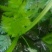 西芹60cm以上