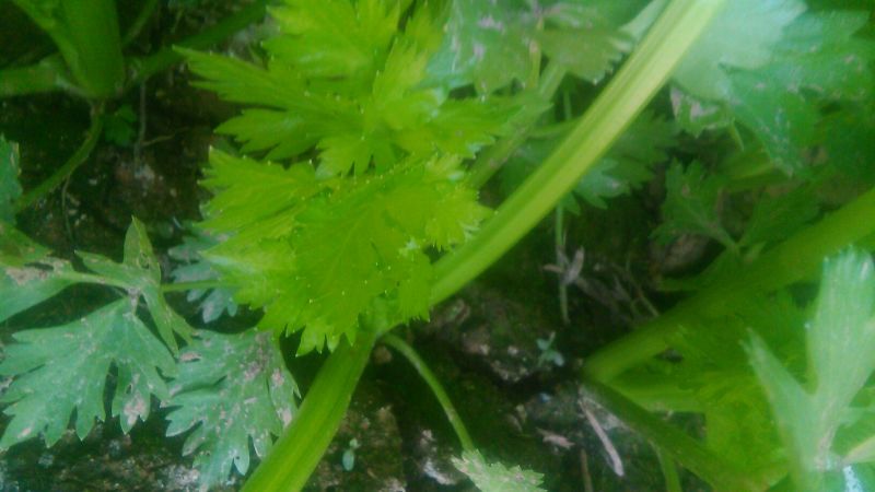 西芹60cm以上