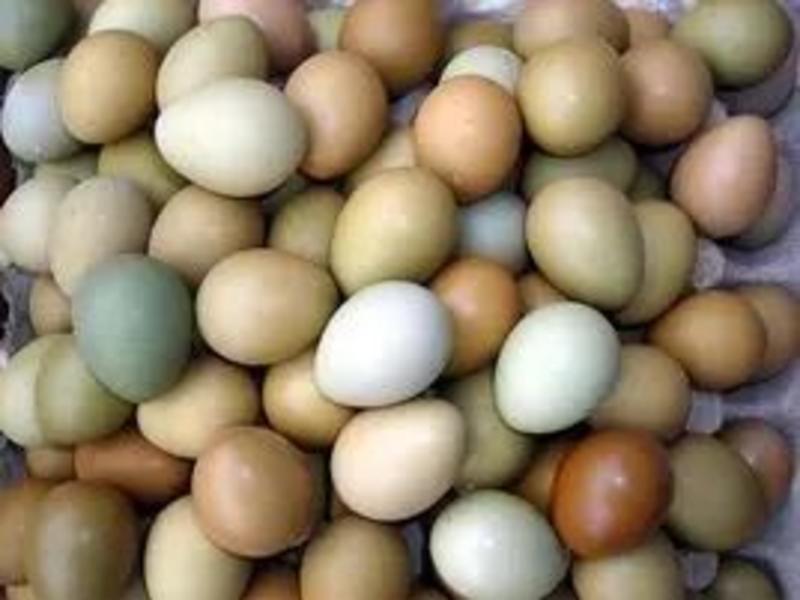 野鸡蛋七彩山鸡种蛋孵化蛋雉鸡孵化用的种蛋提供孵化技术