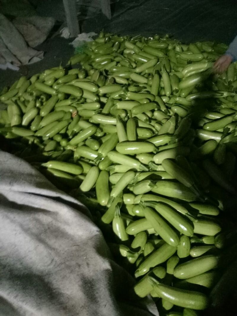 绿皮西葫芦0.8斤以上